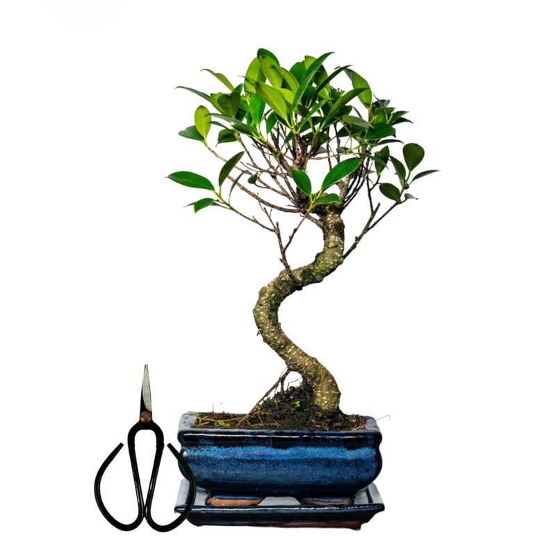 Ficus Bonsai S formos P15 + žirklutės D9