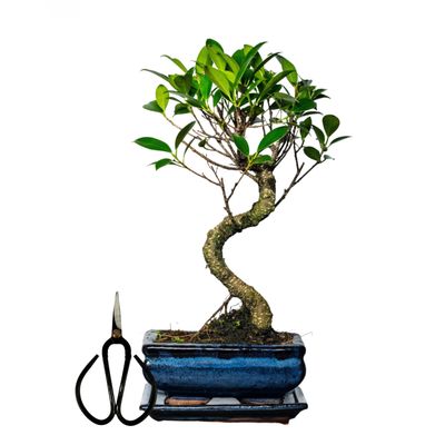 Ficus Bonsai S formos P15 + žirklutės D9