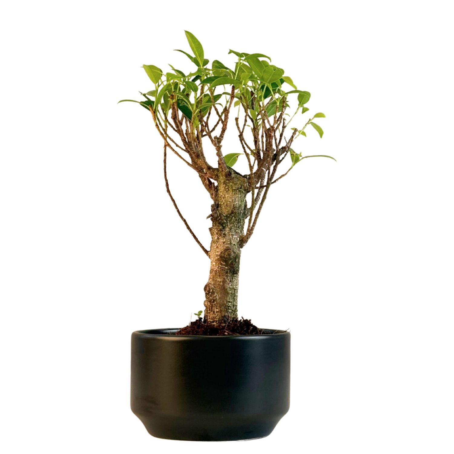 Ficus Bonsai P12