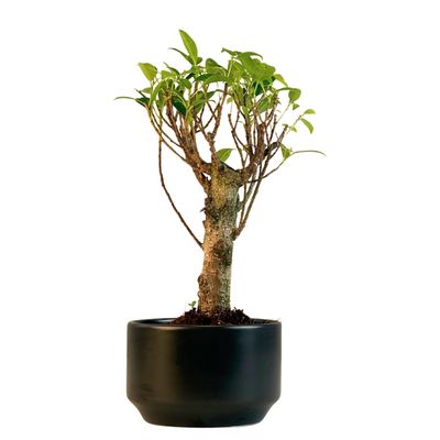 Ficus Bonsai P12