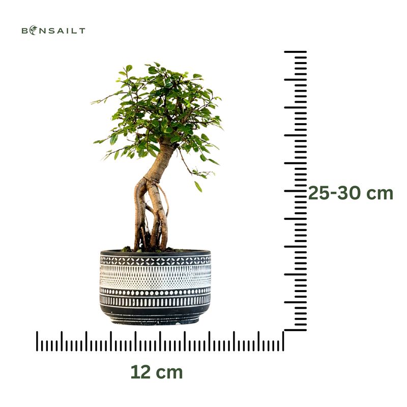 Chinese elm Bonsai - Kininė guoba  P12