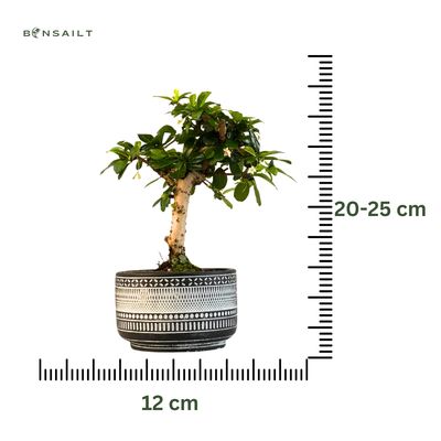 Carmona Bonsai (Arbatmedis) P12
