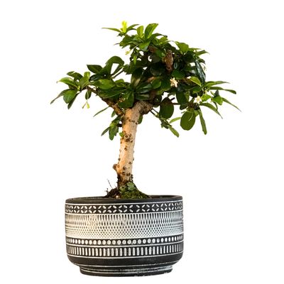 Carmona Bonsai (Arbatmedis) P12