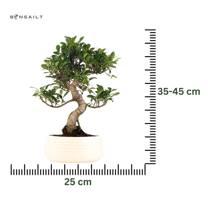 Ficus Bonsai P25 S ECO