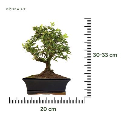 Dyglainė (Pyracantha) Bonsai P20