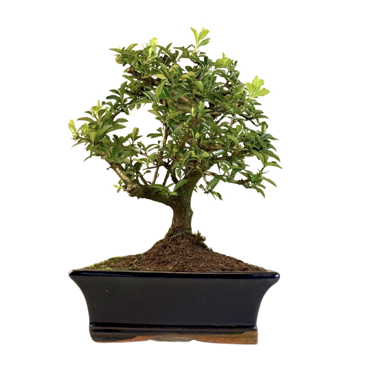 Dyglainė (Pyracantha) Bonsai P20