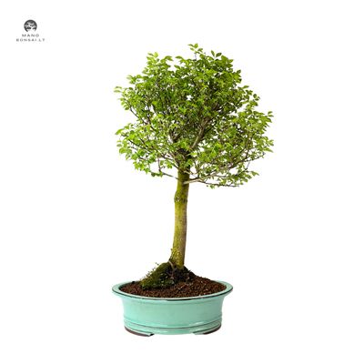 Zelkova Nire Bonsai P29