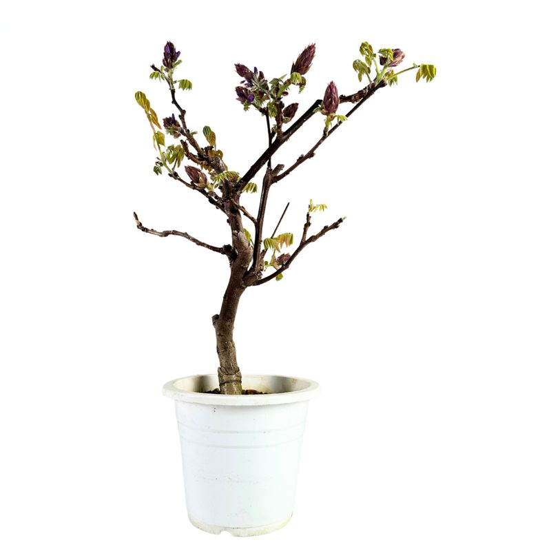 Japoniška Visterija Floribunda (Wisteria Floribunda)