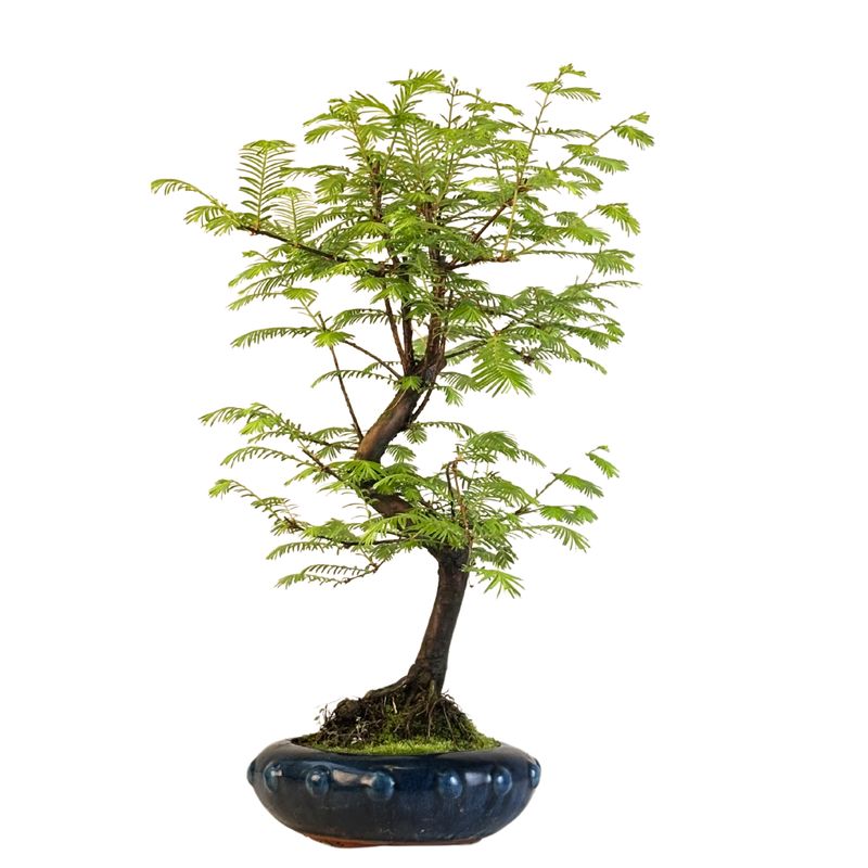 Metasequoia bonsai  P20