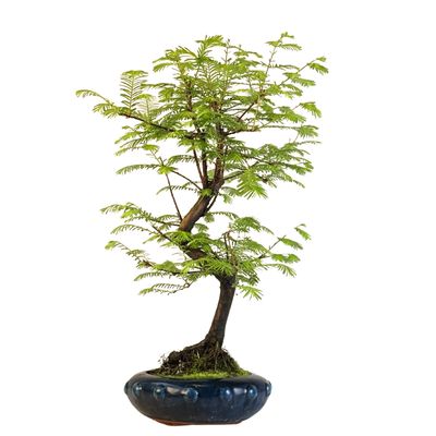 Metasequoia bonsai  P20
