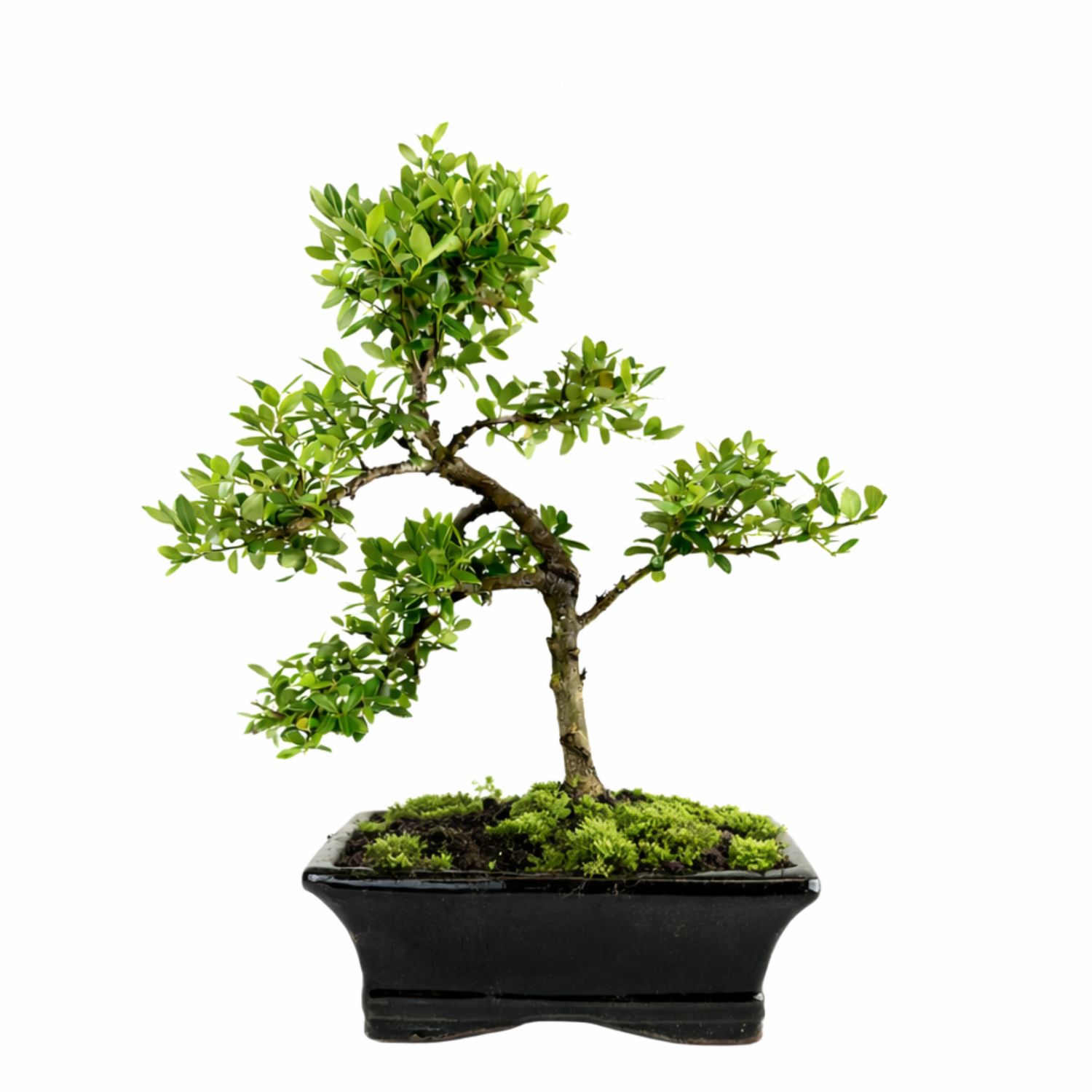Ilex Crenata Bonsai P15