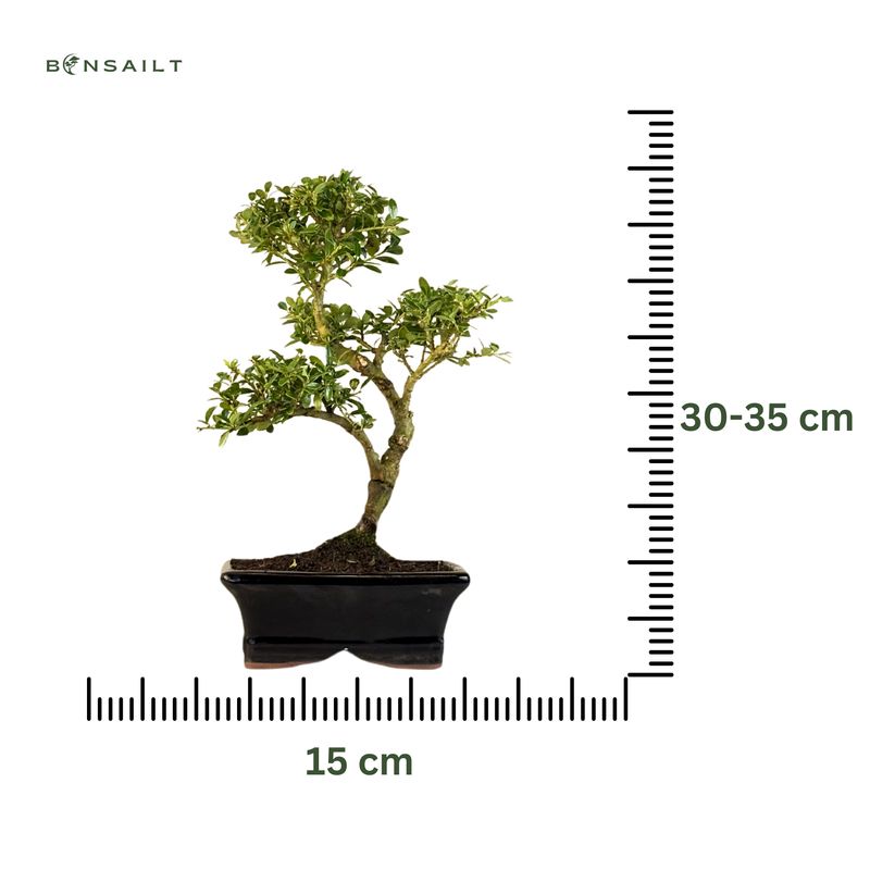 Ilex Crenata Bonsai P15