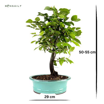 Skroblas Bonsai (Carpinus)  29cm vazone