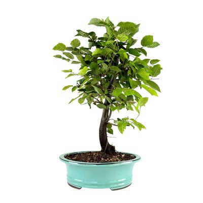 Skroblas Bonsai (Carpinus)  29cm vazone