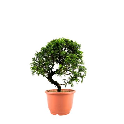 Juniperus Chinese Itoigawa (Kadagys) P12