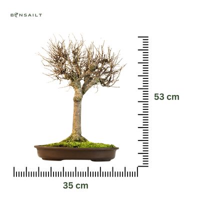 Zelkova Serrata Bonsai - Japoniška guoba  P35