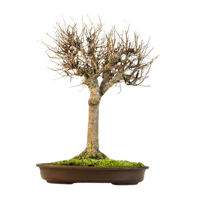 Zelkova Serrata Bonsai - Japoniška guoba  P35