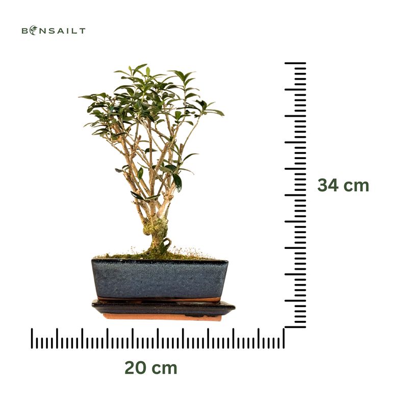 Alyvmedis Olea Bonsai P20