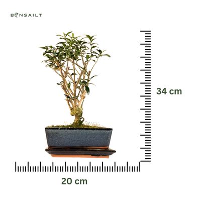 Alyvmedis Olea Bonsai P20