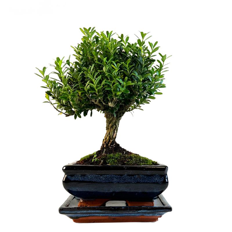 Buxus P15 tiesus bonsai medis
