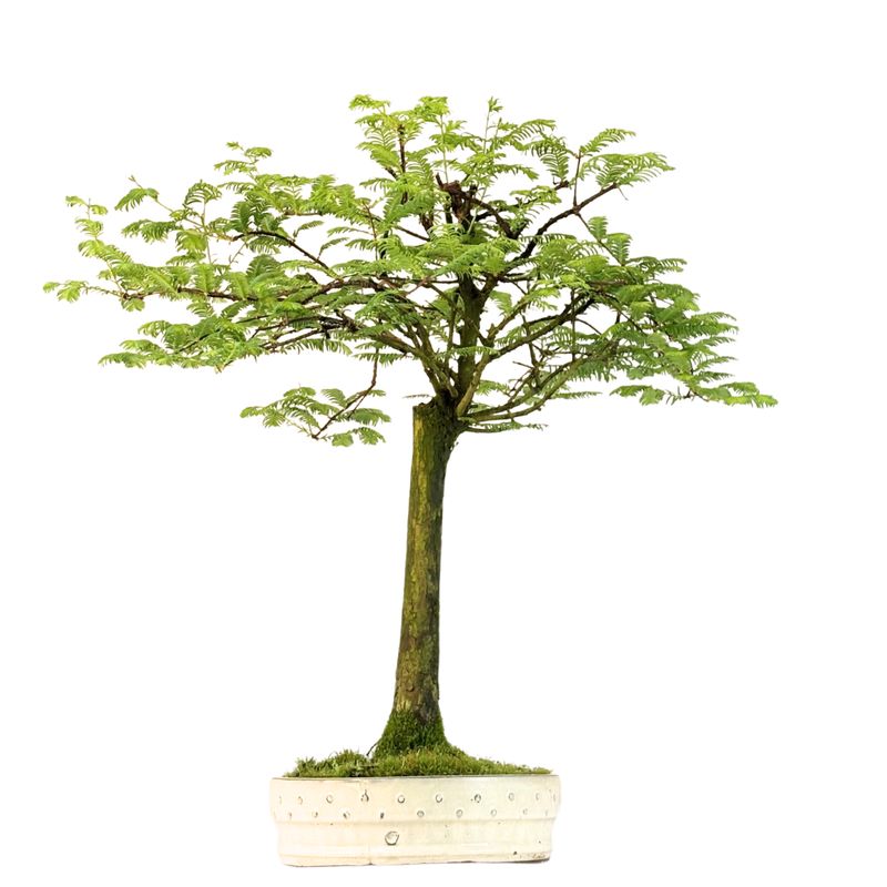 Metasekvoja bonsai (Metasequoia bonsai) P28
