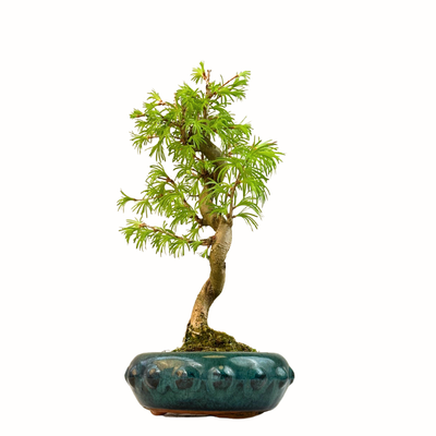 Pseudolarix Bonsai (Auksinis maumedis) P20