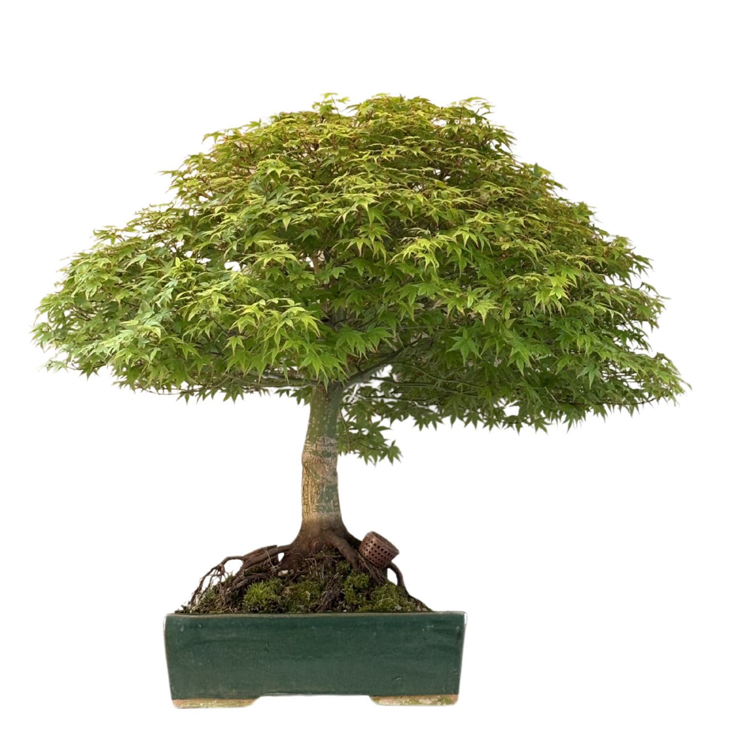 Klevas Kiyohime Bonsai ( Acer palmatum 'Kiyohime' ) P33