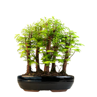 Metasequoia bonsai miškas P26