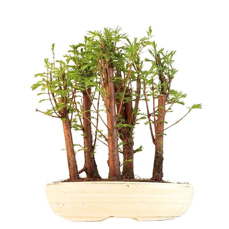 Metasequoia bonsai miškas P26