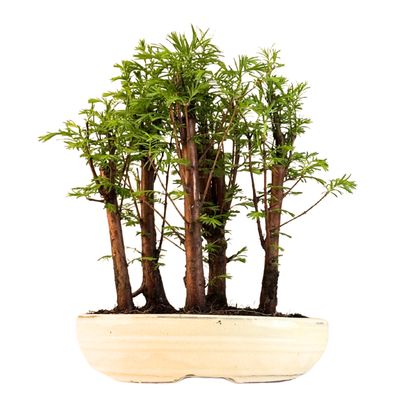 Metasequoia bonsai miškas P26