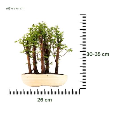 Metasequoia bonsai miškas P26