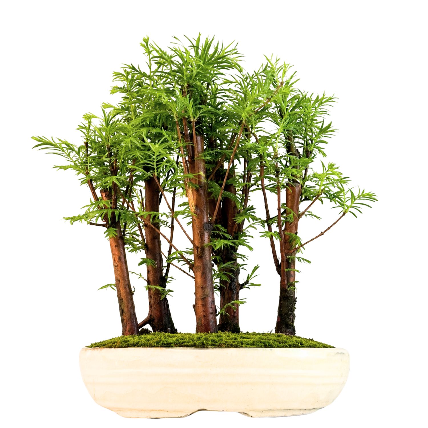 Metasequoia bonsai miškas P26