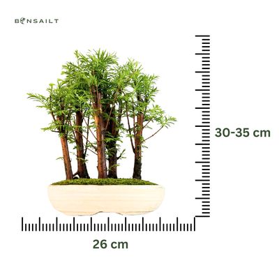 Metasequoia bonsai miškas P26