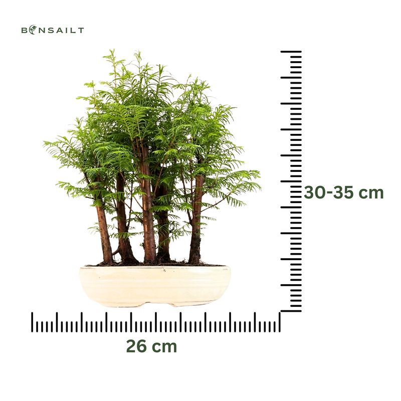 Metasequoia bonsai miškas P26 MM26