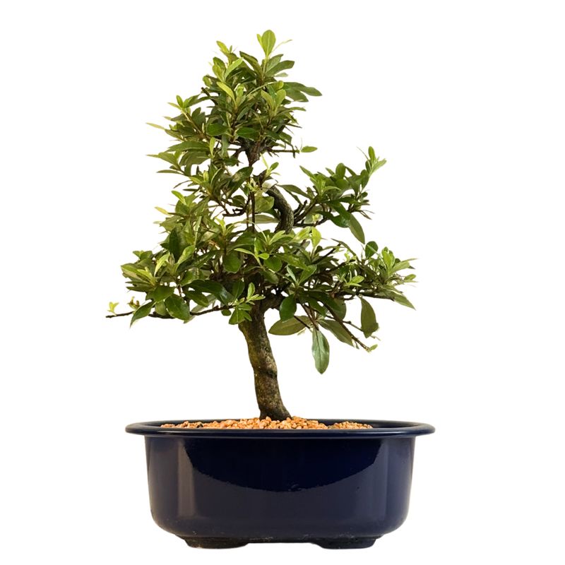 Žydintis Satsuki azalijos bonsai iš Japonijos P18