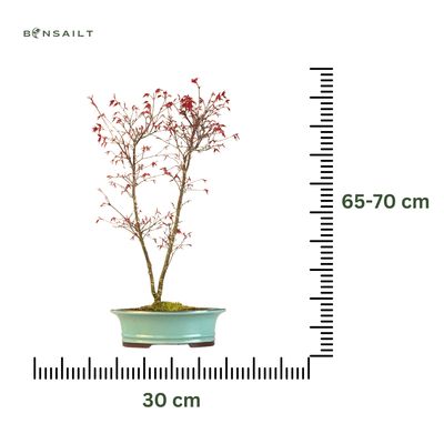 Japoniškas Deshojo klevas P30 DO3