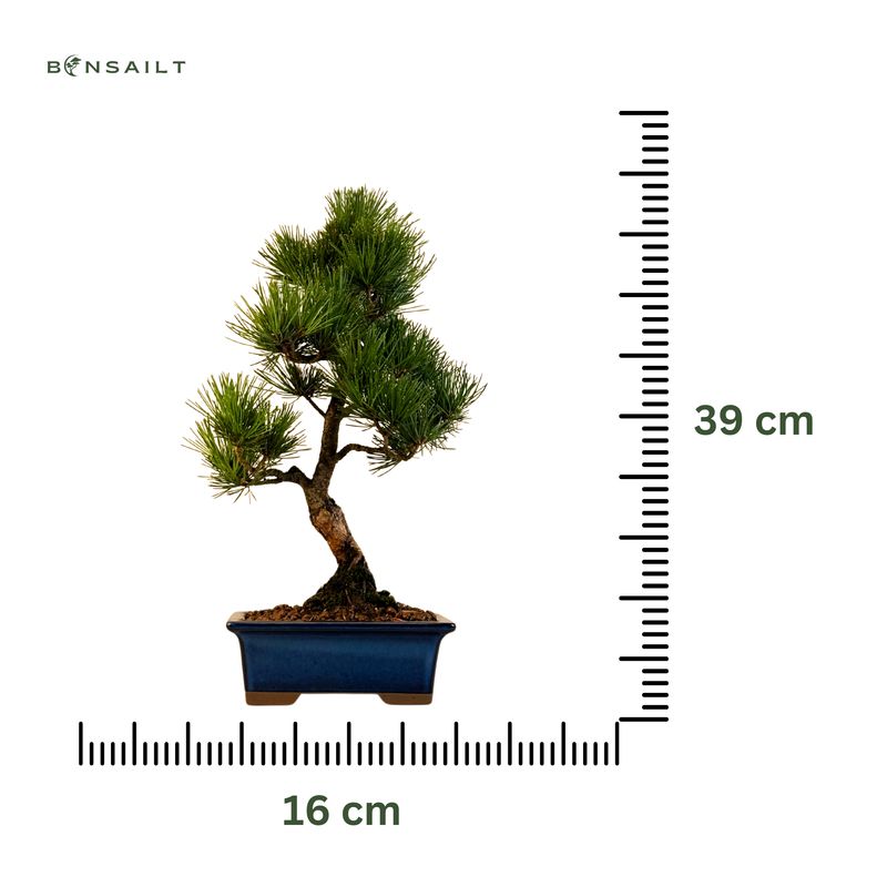 Japoniška baltoji pušis P16