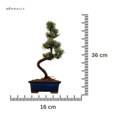 Japoniška baltoji pušis P16 PUŠ1