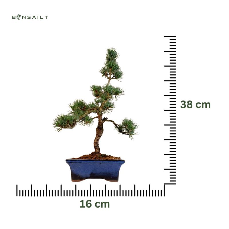 Japoniška baltoji pušis P16 PUŠ1