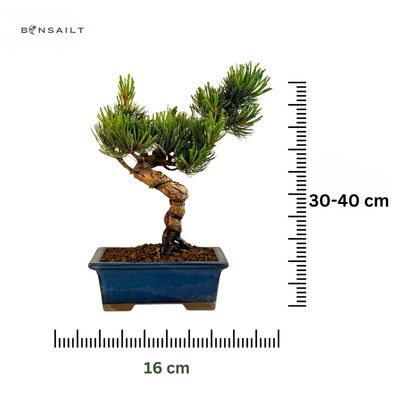 Japoniška baltoji pušis P16