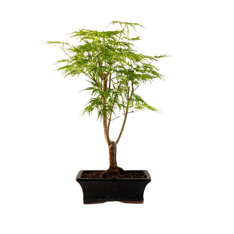 Acer Palmatum Sango - Kaku bonsai P15