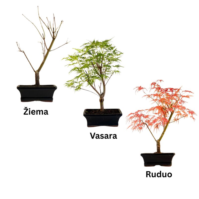 Acer Palmatum Sango - Kaku bonsai P15
