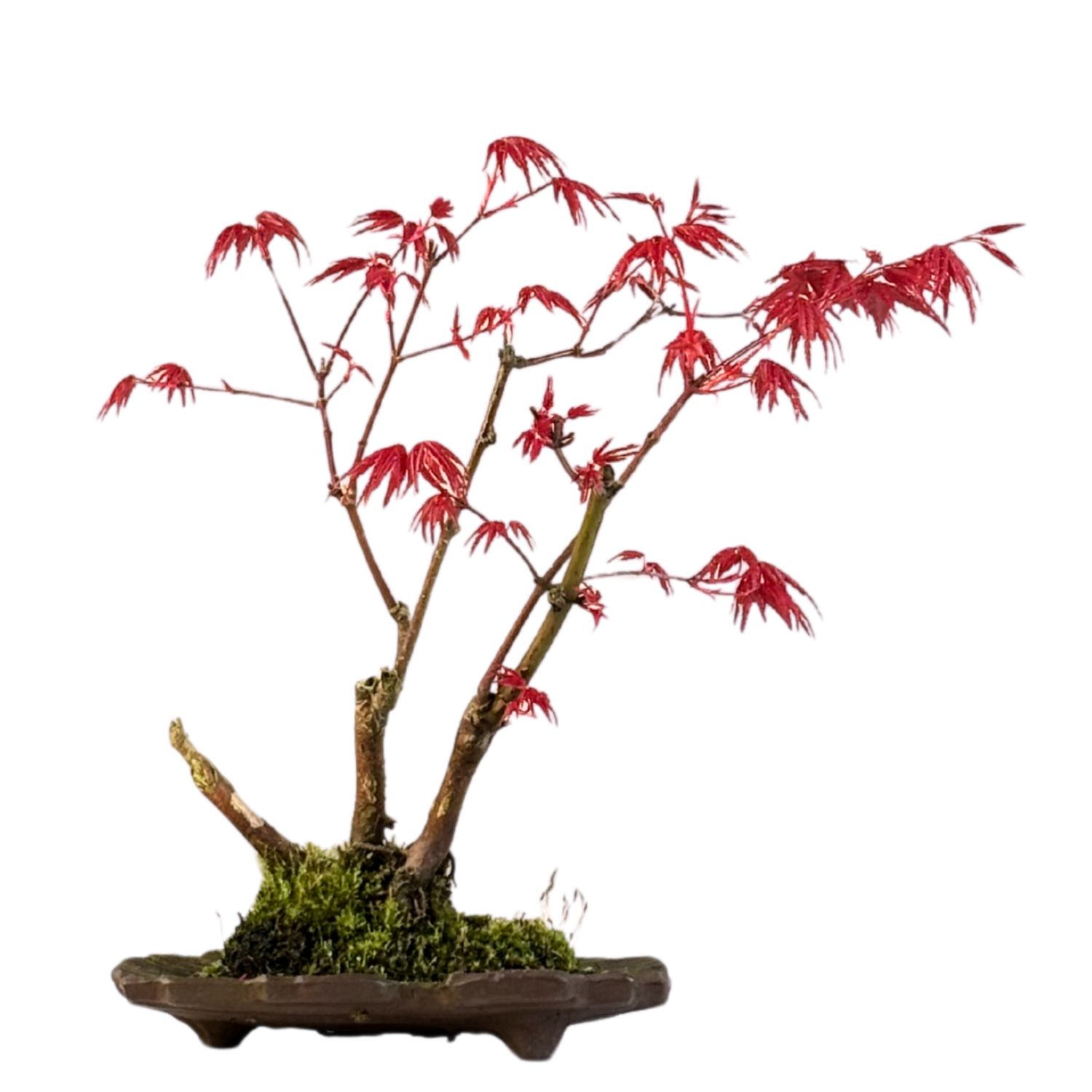 Japoniškas Acer Deshojo Bonsas  (Japoniškas klevukas) neskiepytas P15 KV03