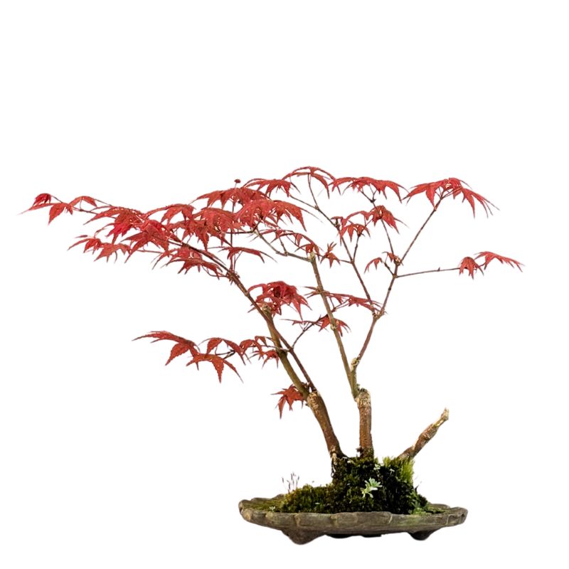 Japoniškas Acer Deshojo Bonsas  (Japoniškas klevukas) neskiepytas P15 KV03