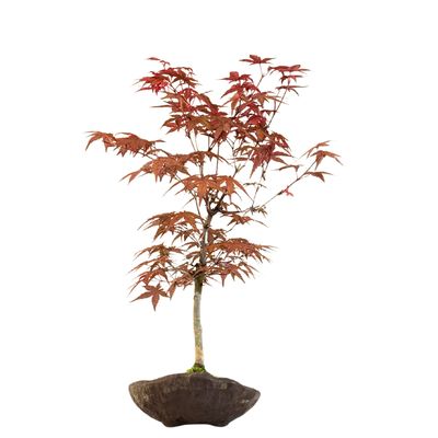 Japoniškas Acer Deshojo Bonsas  (Japoniškas klevukas) neskiepytas P15 KV05