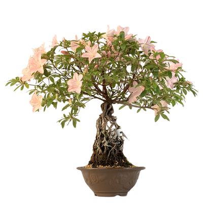 Neagari (Atidengtomis šaknimis)  Satsuki Azalija ,,Aika" P18 AZ02