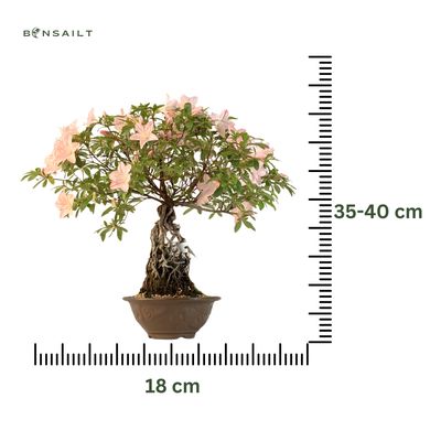 Neagari (Atidengtomis šaknimis)  Satsuki Azalija ,,Aika" P18 AZ02