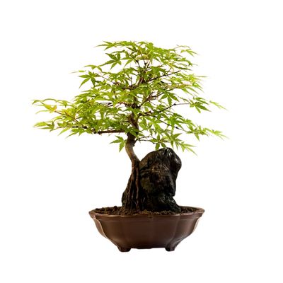 Bonsai Klevas ant uolos (Acer palmatum) P20