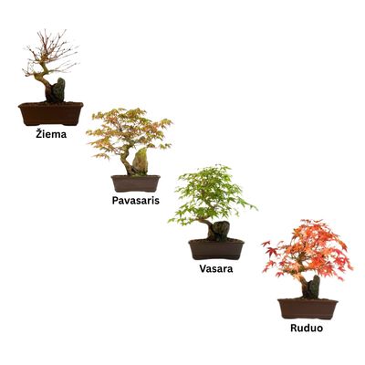 Bonsai Klevas ant uolos (Acer palmatum) P17