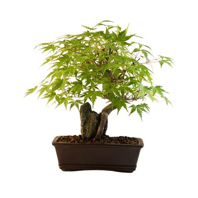 Bonsai Klevas ant uolos (Acer palmatum) P18